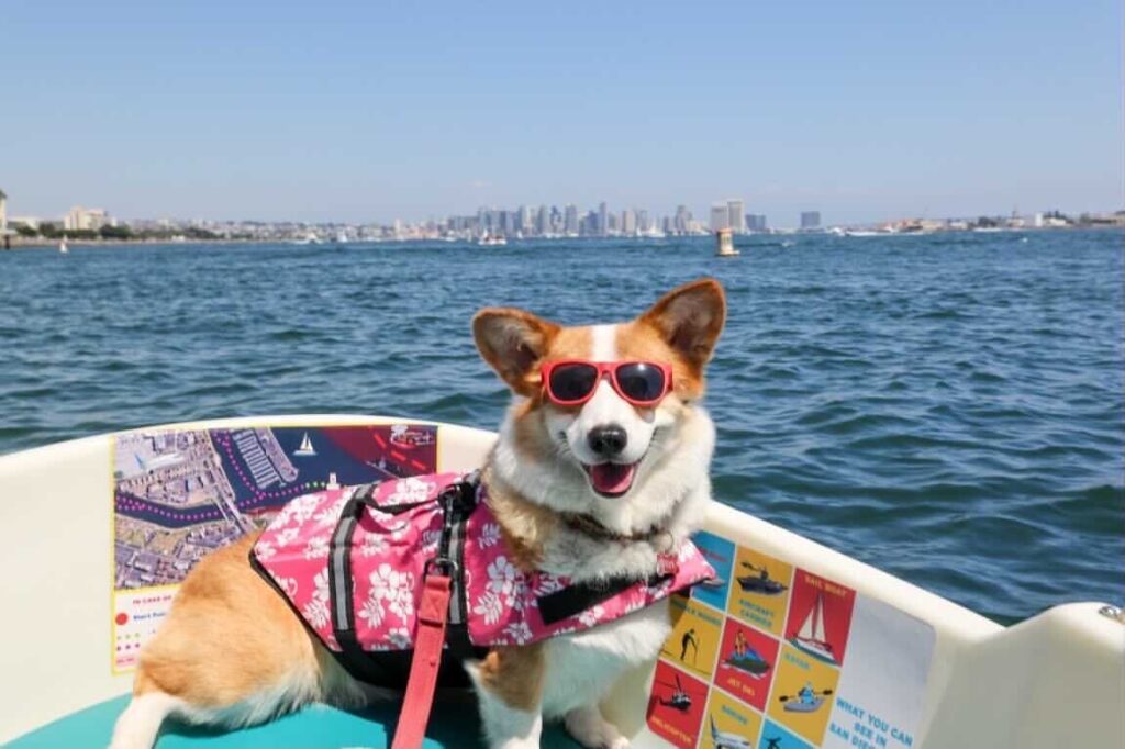 Eco Boat Rentals Franchise